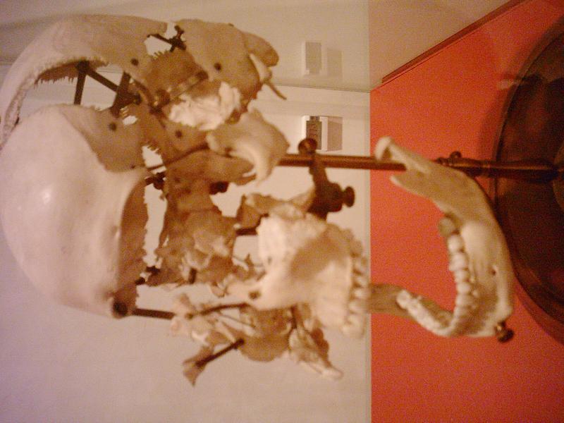 Anatomia