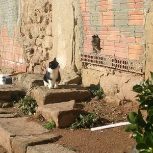 Gatos de Manresa