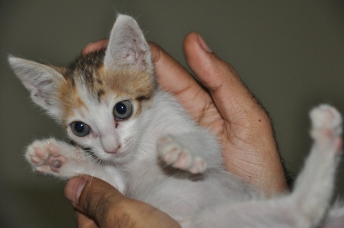 Kitten