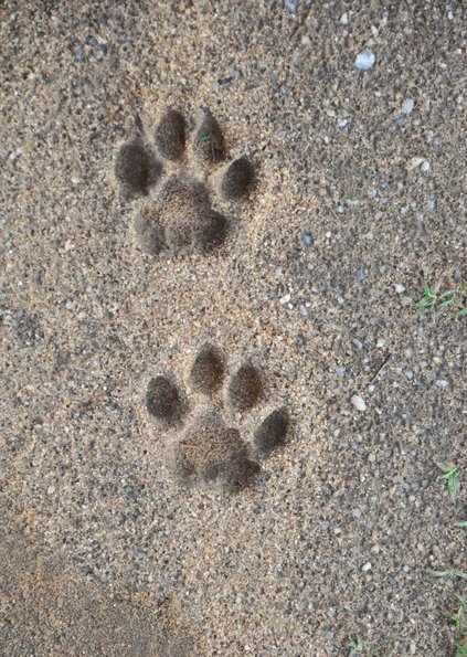 Parks - Leopard_print