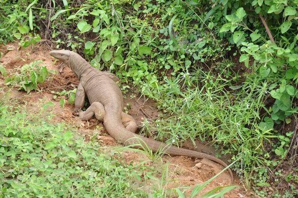 Parks - Monitor Lizard