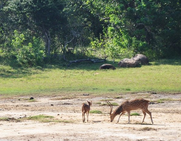Parks - Spotted_deer