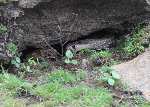 Parks - Toad_and_Cobra