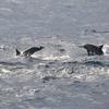 Sea - Dolphins 1