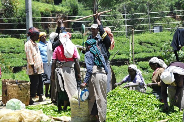 Tea 12 - Picking tea