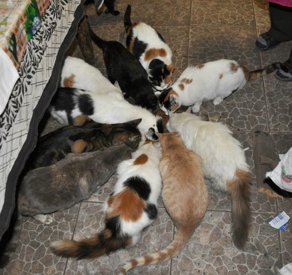 Some of Fabiolas mother cats