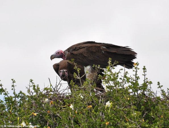 Kenya_Buitres_MasaaiMara_B_DSC_0226_retocada