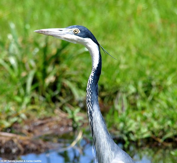 Kenya_Otras aves_Amboseli_B_DSC_0419_retocada