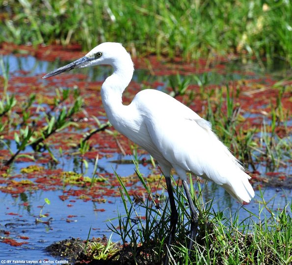 Kenya_Otras aves_Amboseli_B_DSC_0443_retocada