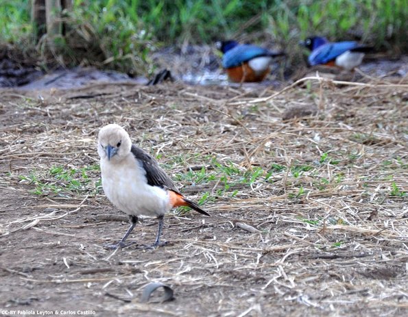 Kenya_Otras aves_CaminoAmboselli_DSC_0063_retocada