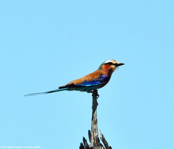 Kenya_Otras aves_MasaaiMara_B_DSC_0491_retocada