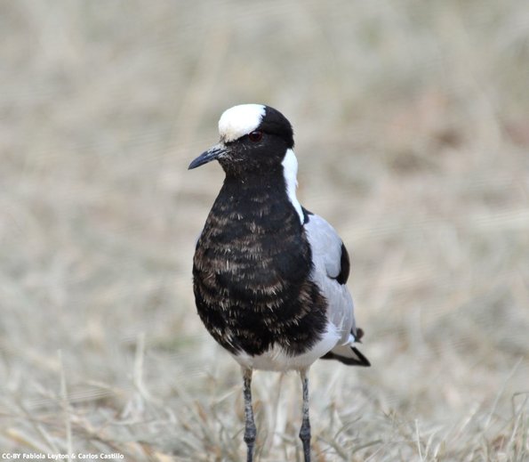 Kenya_Otras aves_Naivasha_DSC_0365_retocada