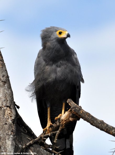 Kenya_Otras aves_Naivasha_DSC_0582_retocada