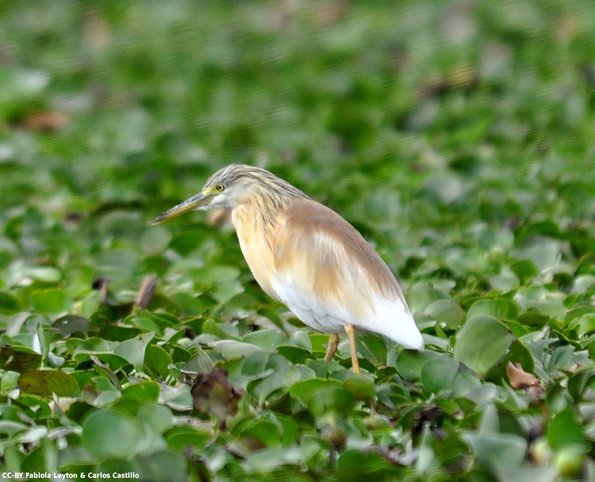 Kenya_Otras aves_Naivasha_DSC_0648_retocada