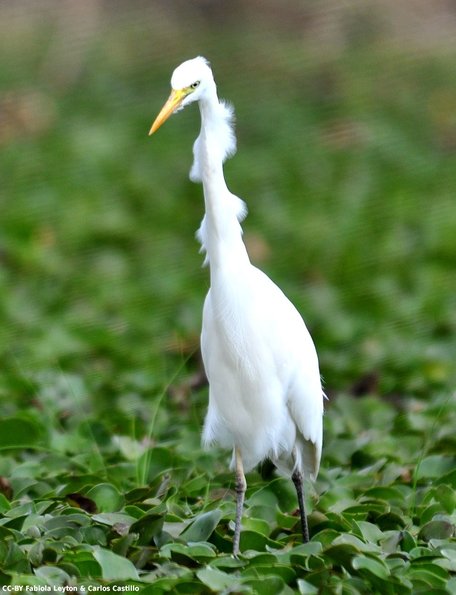 Kenya_Otras aves_Naivasha_DSC_0655_seleccionada