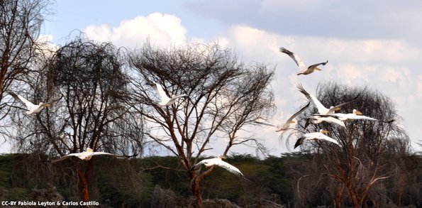 Kenya_Otras aves_Naivasha_DSC_0678_seleccionada