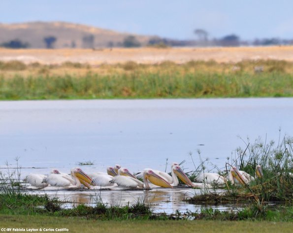 Kenya_Pelicanos_Amboseli_B_DSC_0275_retocada