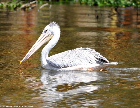 Kenya_Pelicanos_Naivasha_DSC_0504_retocada