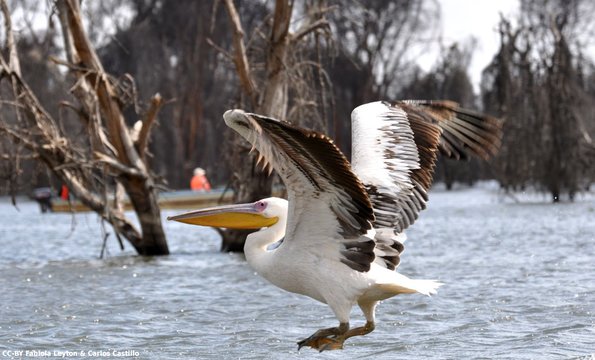 Kenya_Pelicanos_Naivasha_DSC_0550_retocada