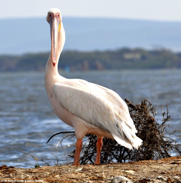 Kenya_Pelicanos_Naivasha_DSC_0605_retocada