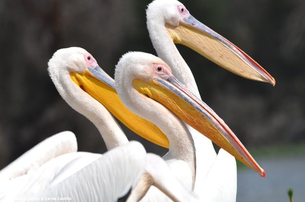 Kenya_Pelicanos_Naivasha_DSC_0612_retocada
