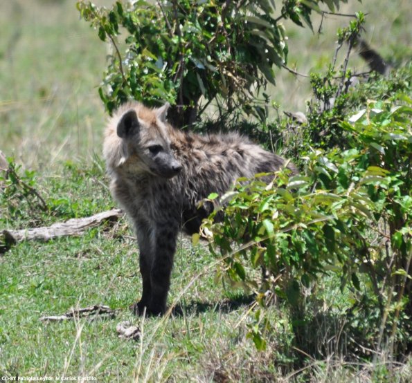 Kenya_Hienas_MasaaiMara_B_DSC_0262_retocada
