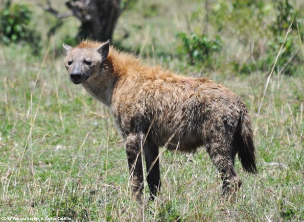 Kenya_Hienas_MasaaiMara_B_DSC_0264_retocada