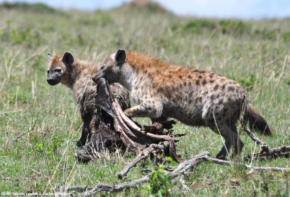 Kenya_Hienas_MasaaiMara_B_DSC_0270_retocada