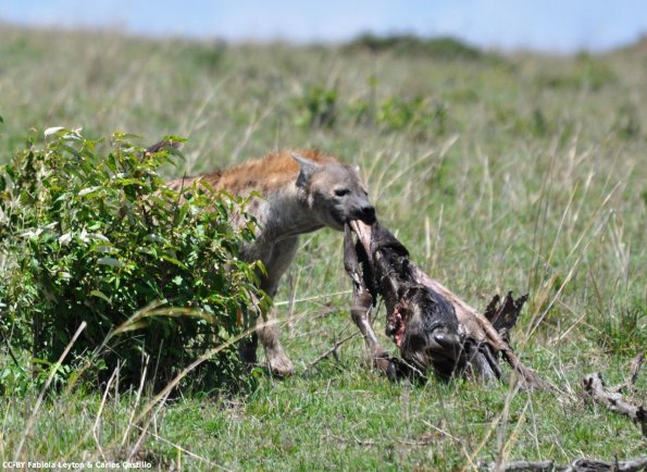 Kenya_Hienas_MasaaiMara_B_DSC_0272_retocada