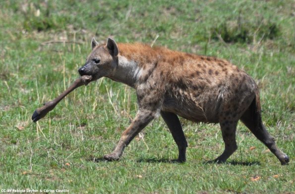 Kenya_Hienas_MasaaiMara_B_DSC_0281_retocada