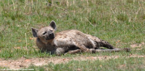 Kenya_Hienas_MasaaiMara_B_DSC_0301_retocada