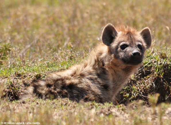 Kenya_Hienas_OlPejeta_DSC0658_retocada
