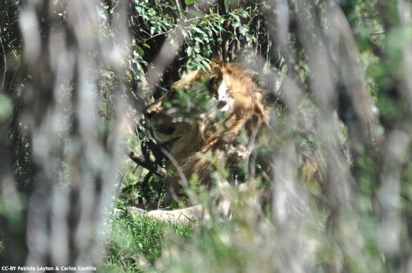 Kenya_Leones_MasaaiMara_B_DSC_0192_retocada