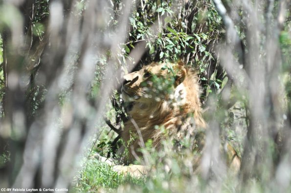 Kenya_Leones_MasaaiMara_B_DSC_0194_retocada