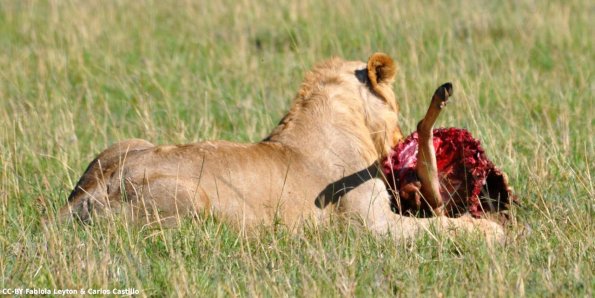 Kenya_Leones_MasaaiMara_C_DSC_0583_retocada