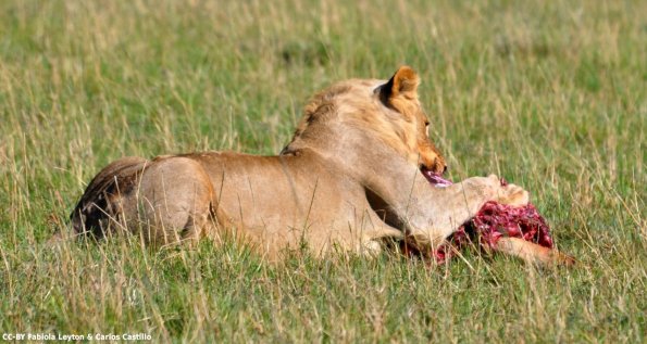 Kenya_Leones_MasaaiMara_C_DSC_0590_retocada