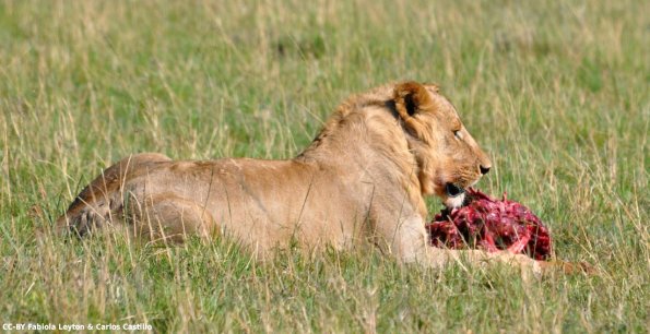 Kenya_Leones_MasaaiMara_C_DSC_0598_retocada