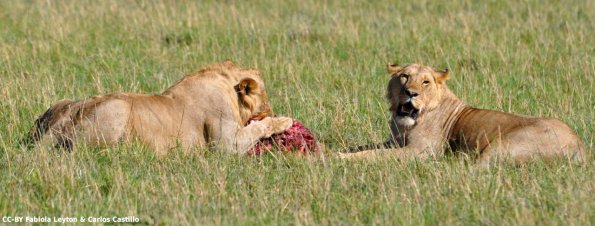 Kenya_Leones_MasaaiMara_C_DSC_0629_retocada