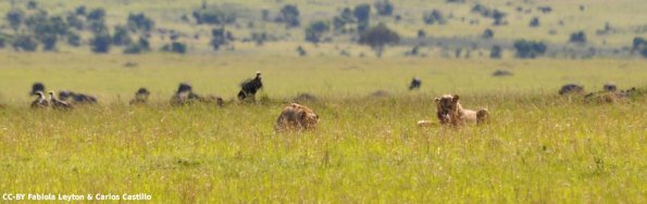 Kenya_Leones_MasaaiMara_C_DSC_0646_retocada