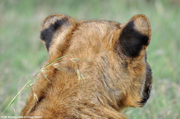 Kenya_Leones_Naivasha_DSC_0350_retocada