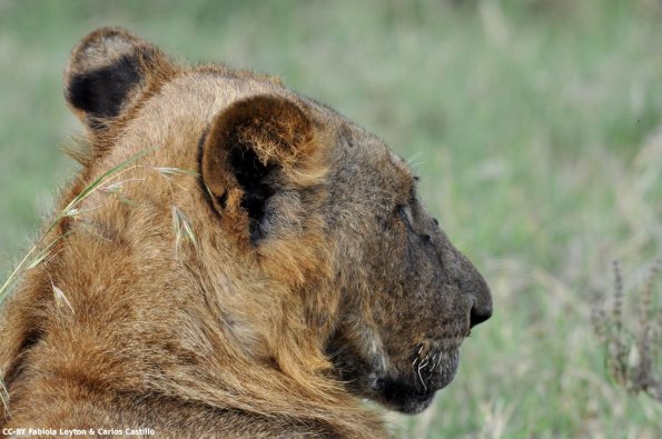 Kenya_Leones_Naivasha_DSC_0354_retocada