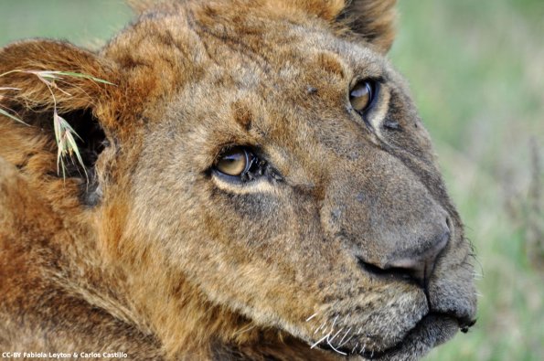 Kenya_Leones_Naivasha_DSC_0357_retocada