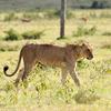 Kenya_Leones_Nakuru_DSC_0093_retocada