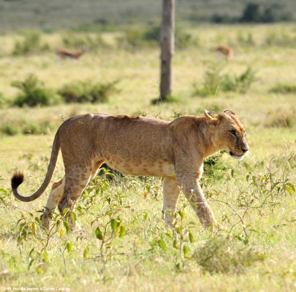 Kenya_Leones_Nakuru_DSC_0093_retocada