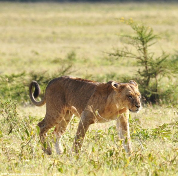 Kenya_Leones_Nakuru_DSC_0110_retocada