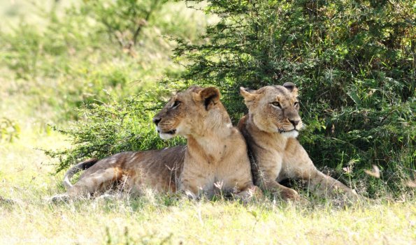 Kenya_Leones_Nakuru_DSC_0123_retocada