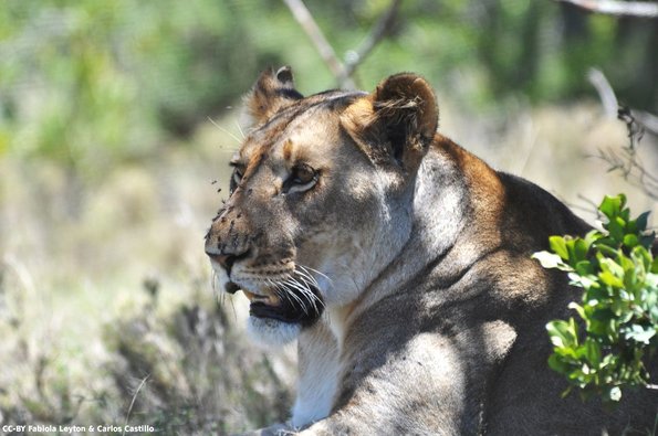 Kenya_Leones_OlPejeta_DSC_0736_retocada