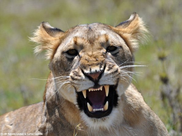 Kenya_Leones_OlPejeta_DSC_0741_retocada