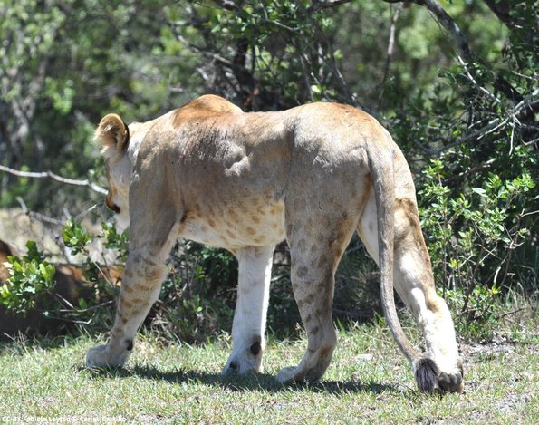 Kenya_Leones_OlPejeta_DSC_0746_retocada