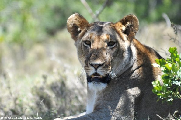 Kenya_Leones_OlPejeta_DSC_0758_retocada